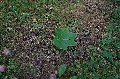 Yellow poplar leaf (Liriodendron tulipifera)  American tulip tree,Geotagged,Liriodendron tulipifera,United States
