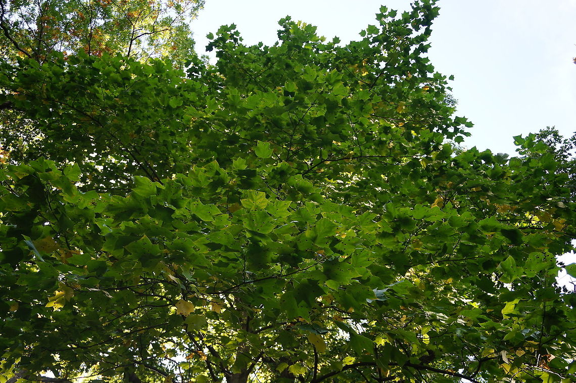 Yellow poplar (Liriodendron tulipifera)  American tulip tree,Geotagged,Liriodendron tulipifera,United States