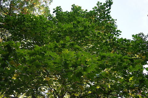 Yellow poplar (Liriodendron tulipifera)  American tulip tree,Geotagged,Liriodendron tulipifera,United States