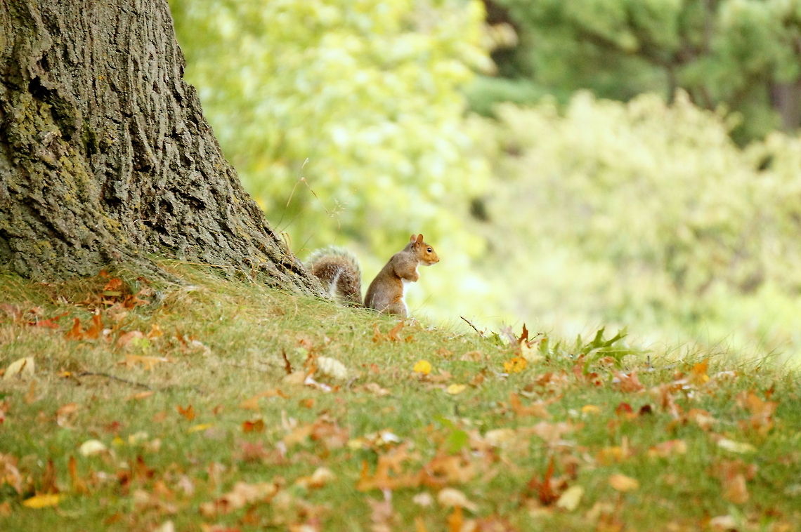 Eastern gray squirrel (Sciurus carolinensis)  Animal,Eastern Gray Squirrel,Eastern gray squirrel,Geotagged,Sciurus carolinensis,Squirrel,United States