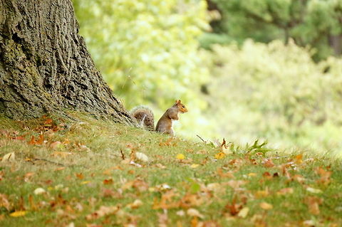 Eastern gray squirrel (Sciurus carolinensis)  Animal,Eastern Gray Squirrel,Eastern gray squirrel,Geotagged,Sciurus carolinensis,Squirrel,United States