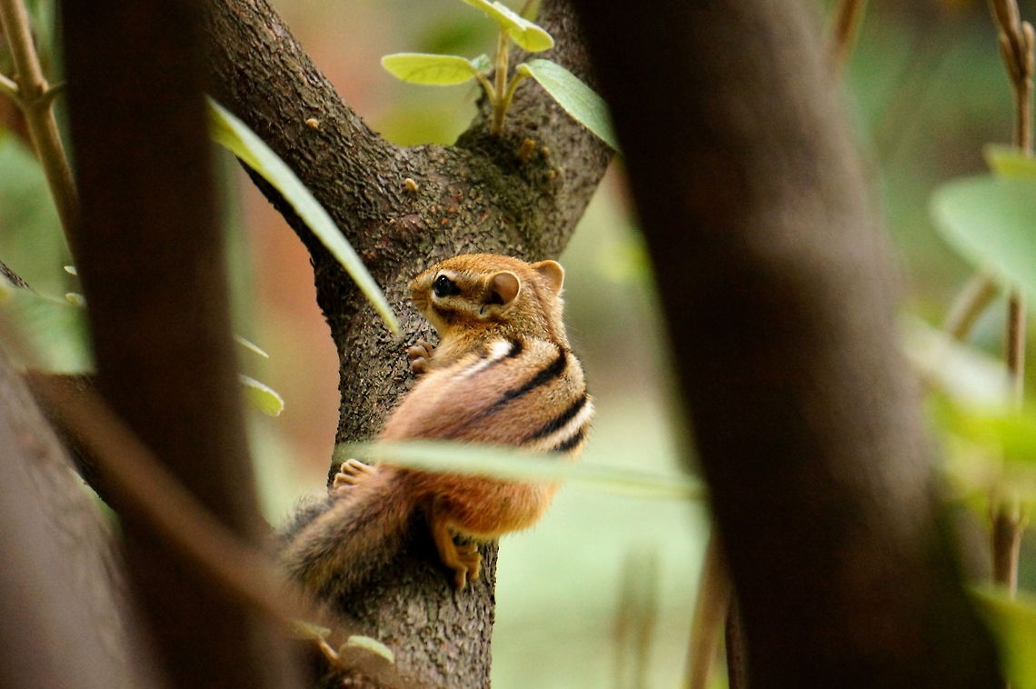 Eastern chipmunk (Tamias striatus)  Animal,Chipmunk,Eastern Chipmunk,Eastern chipmunk,Geotagged,Tamias striatus,United States