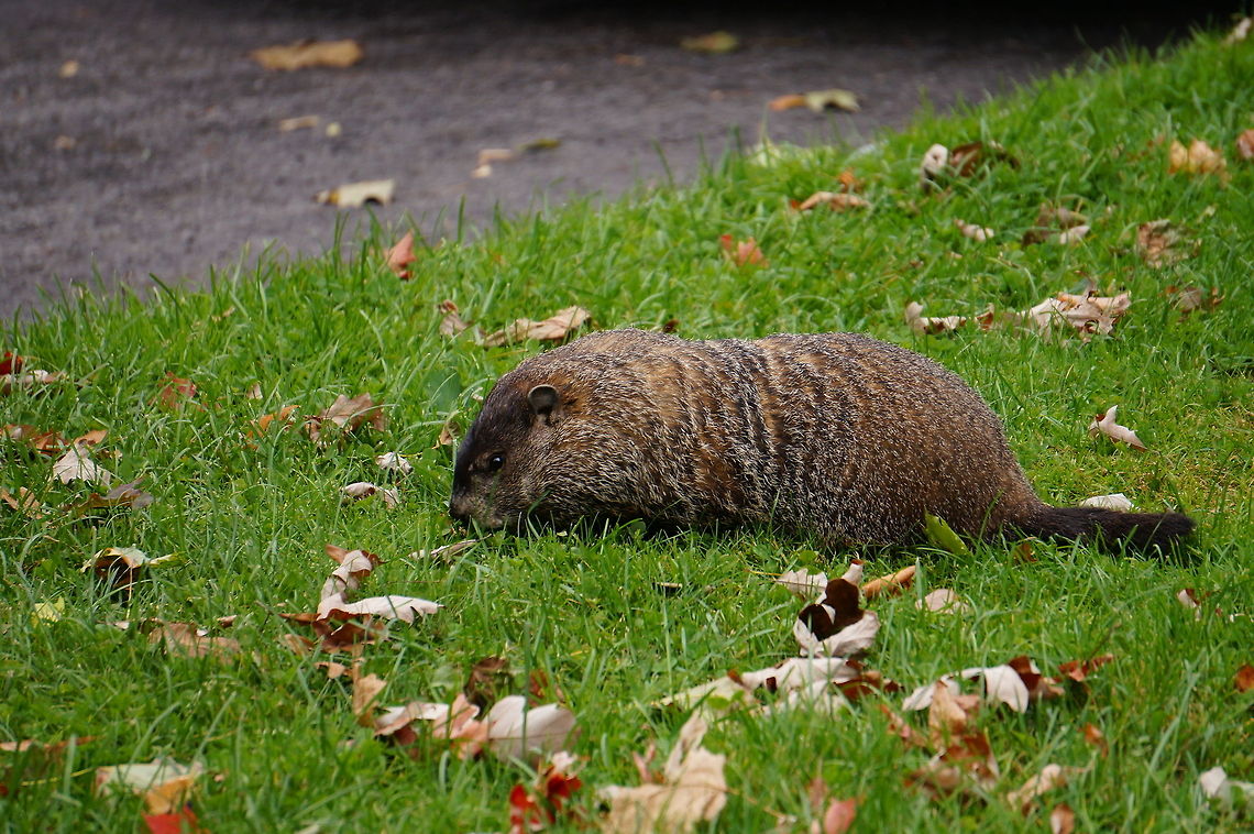 Groundhog (Marmota monax)  Animal,Geotagged,Groundhog,Marmota monax,United States,Woodchuck