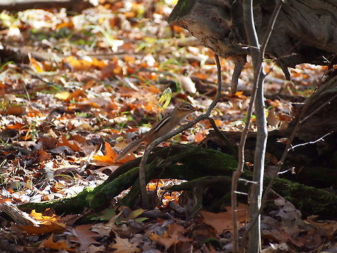 Eastern chipmunk (Tamias striatus)  Animal,Chipmunk,Eastern chipmunk,Geotagged,Tamias striatus,United States