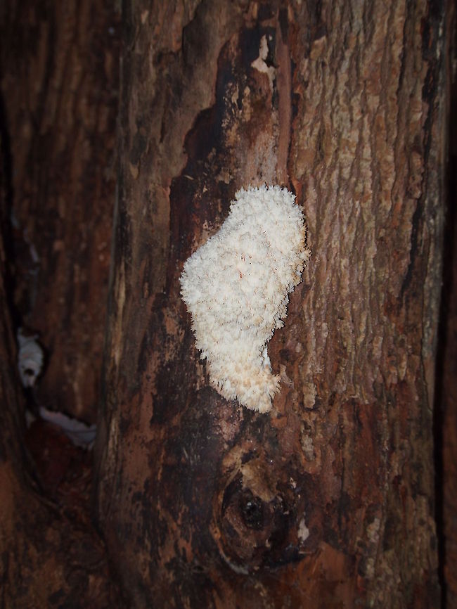 Hericium coralloides See also: <a href="http://www.jungledragon.com/image/23030" rel="nofollow">http://www.jungledragon.com/image/23030</a> Geotagged,Hericium coralloides,United States
