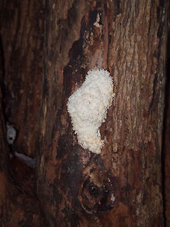 Hericium coralloides See also: http://www.jungledragon.com/image/23030 Geotagged,Hericium coralloides,United States