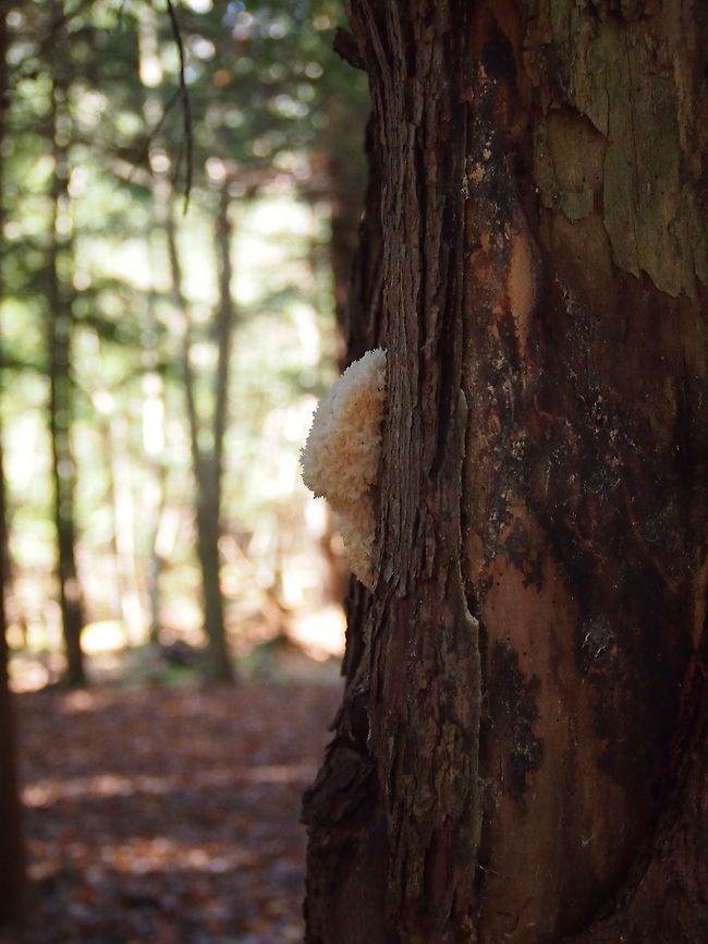 Hericium coralloides See also: <a href="http://www.jungledragon.com/image/23029" rel="nofollow">http://www.jungledragon.com/image/23029</a> Geotagged,Hericium coralloides,United States of America