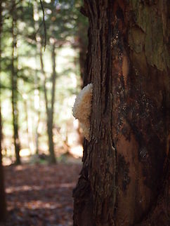 Hericium coralloides See also: http://www.jungledragon.com/image/23029 Geotagged,Hericium coralloides,United States of America