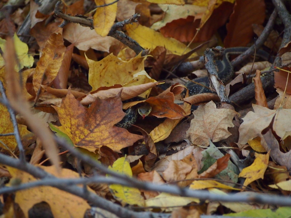 Eastern Garter Snake (Thamnophis Sirtalis Sirtalis)  Animal,Common Garter Snake,Eastern Garter Snake,Geotagged,Snake,T. sirtalis,Thamnophis sirtalis,United States