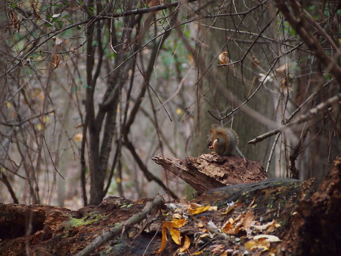 American red squirrel (Tamiasciurus hudsonicus)  American Red Squirrel,American red squirrel,Animal,Geotagged,Squirrel,Tamiasciurus hudsonicus,United States