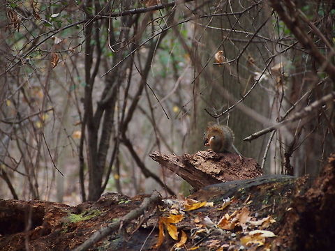 American red squirrel (Tamiasciurus hudsonicus)  American Red Squirrel,American red squirrel,Animal,Geotagged,Squirrel,Tamiasciurus hudsonicus,United States