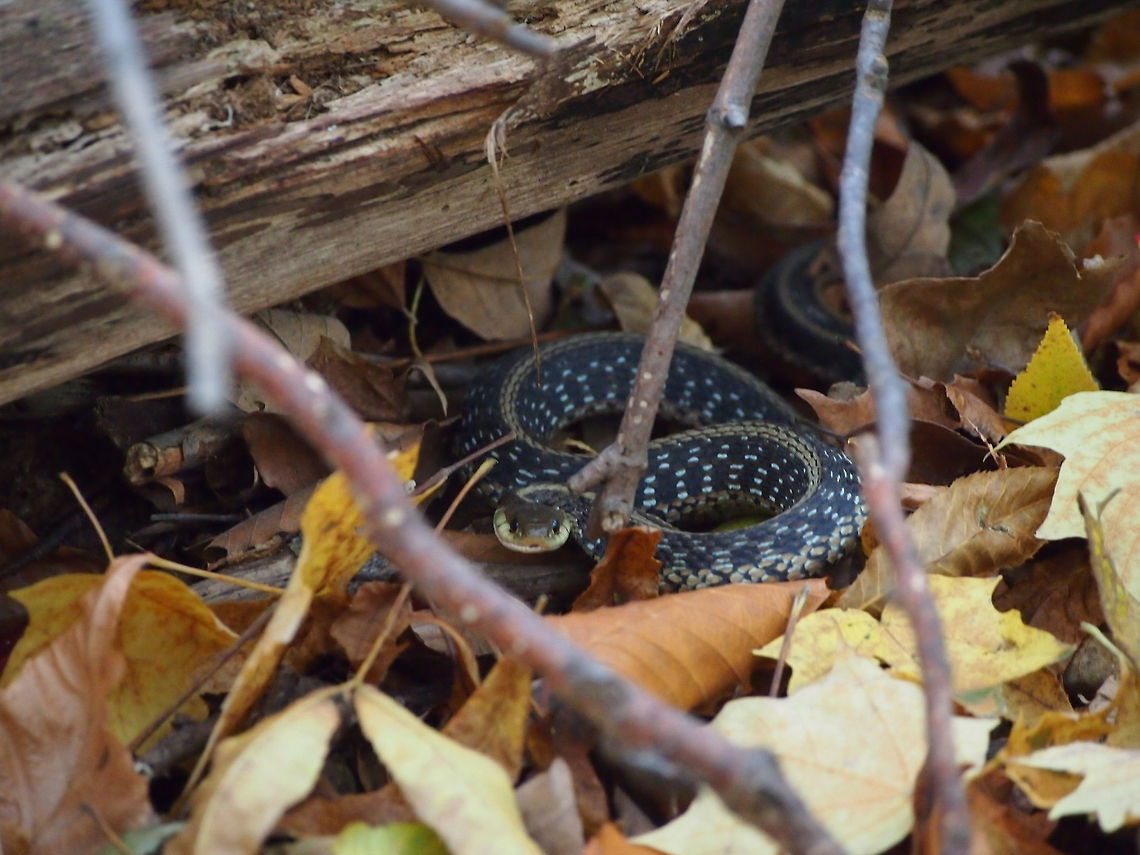 Eastern Garter Snake (Thamnophis sirtalis sirtalis)  Animal,Common Garter Snake,Eastern Garter Snake,Geotagged,Snake,T. sirtalis,Thamnophis sirtalis,United States