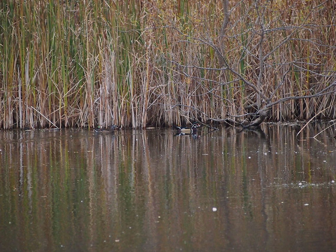 Wood duck (Aix sponsa)  Aix sponsa,Animal,Bird,Duck,Geotagged,United States,Wood Duck,Wood duck