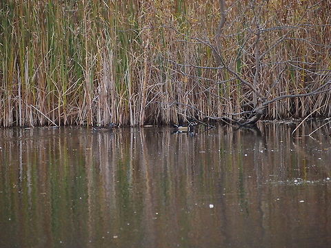 Wood duck (Aix sponsa)  Aix sponsa,Animal,Bird,Duck,Geotagged,United States,Wood Duck,Wood duck