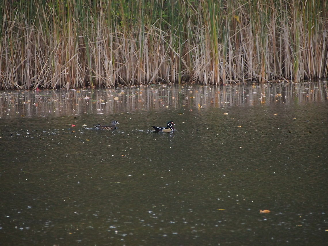Wood duck (Aix sponsa)  Aix sponsa,Animal,Bird,Duck,Geotagged,United States,Wood Duck,Wood duck
