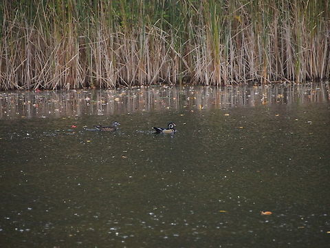 Wood duck (Aix sponsa)  Aix sponsa,Animal,Bird,Duck,Geotagged,United States,Wood Duck,Wood duck