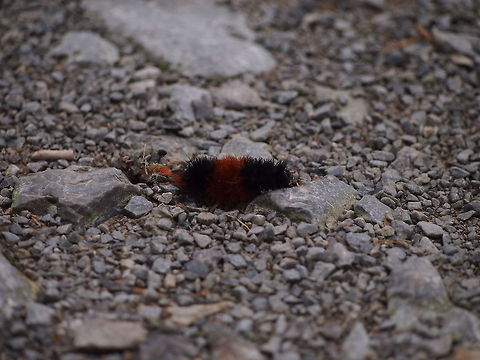 Banded woolly bear (Pyrrharctia isabella)  Animal,Banded woolly bear,Caterpillar,Fall,Geotagged,Isabella Tiger Moth,Pyrrharctia isabella,United States