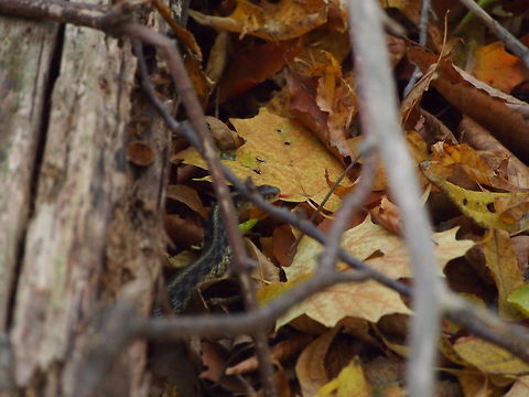 Eastern Garter Snake (Thamnophis sirtalis sirtalis)  Animal,Common Garter Snake,Eastern Garter Snake,Geotagged,Snake,T. sirtalis,Thamnophis sirtalis,Thamnophis sirtalis sirtalis,United States
