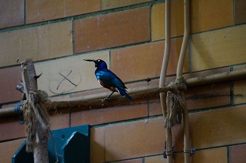 Superb Starling (Lamprotornis superbus)  Animal,Bird,Geotagged,Lamprotornis superbus,Superb Starling,Supreo superbus,United States,Zoo
