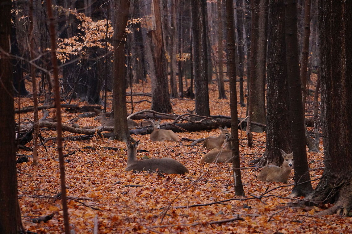Family of White-tailed Deer (Odocoileus virginianus) The deer in this park were having a fairly lazy day near the paths, so I was able to learn that there were more in the area than I first thought. We saw 12 deer (8 of which are pictured here), and we know there are at least two bucks in the area that we didn&#039;t see this day, so there are at least 14 (I previously thought there were only 6-8). Geotagged,Odocoileus virginianus,United States,White-tailed Deer