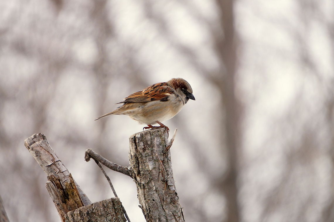 House sparrow (Passer domesticus)  Geotagged,House Sparrow,House sparrow,Passer domesticus,United States