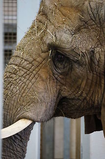 African bush elephant (Loxodonta africana)  African Elephant,African bush elephant,Animal,Elephant,Geotagged,Loxodonta africana,United States,Zoo
