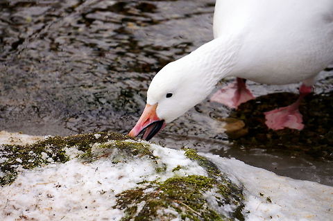 Snow goose (Chen caerulescens)  Animal,Bird,Chen caerulescens,Geotagged,Goose,Snow Goose,Snow goose,United States,Zoo