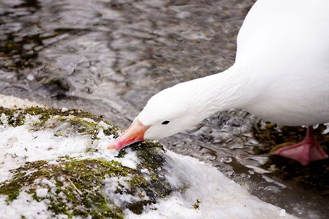 Snow goose (Chen caerulescens)  Animal,Bird,Chen caerulescens,Geotagged,Goose,Snow Goose,Snow goose,United States,Zoo