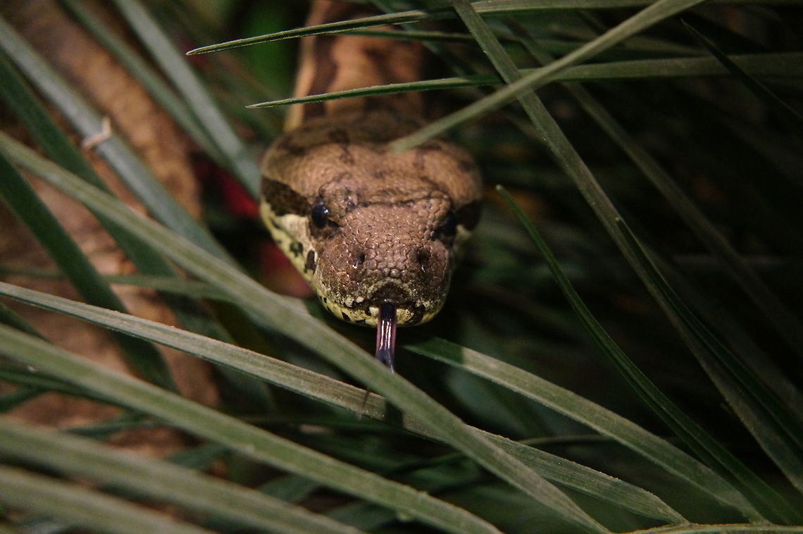 Dumeril's Ground Boa (Acrantophis dumerili)  Acrantophis dumerili,Animal,Boa,Dumeril's Ground Boa,Geotagged,Snake,United States,Winter,Zoo
