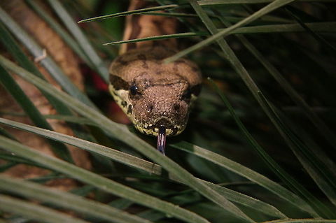 Dumeril's Ground Boa (Acrantophis dumerili)  Acrantophis dumerili,Animal,Boa,Dumeril's Ground Boa,Geotagged,Snake,United States,Winter,Zoo