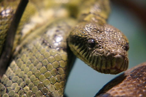 Madagascar tree boa (Boa manditra)  Animal,Boa,Boa manditra,Geotagged,Madagascar Tree Boa,Madagascar tree boa,Malagasy tree boa,Sanzinia madagascariens,Sanzinia madagascariensis,Snake,United States,Winter,Zoo