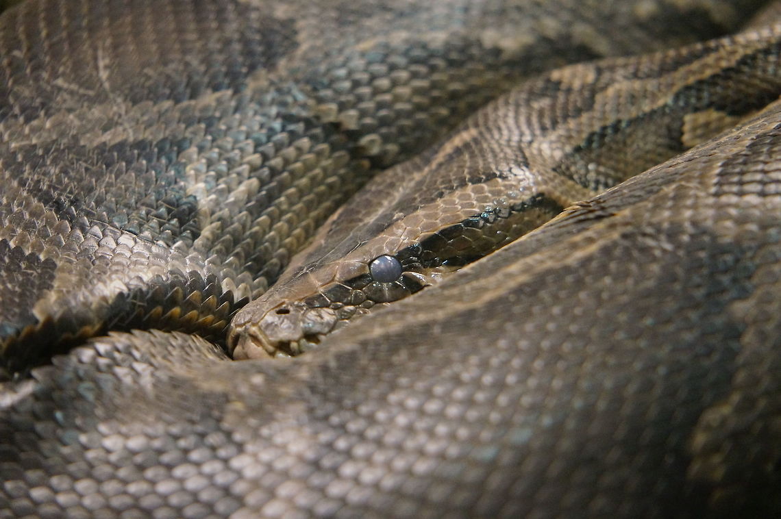 Burmese Python (Python molurus bivittatus)  Animal,Burmese Python,Geotagged,Python,Python molurus,Python molurus bivittatus,Snake,United States,Winter,Zoo