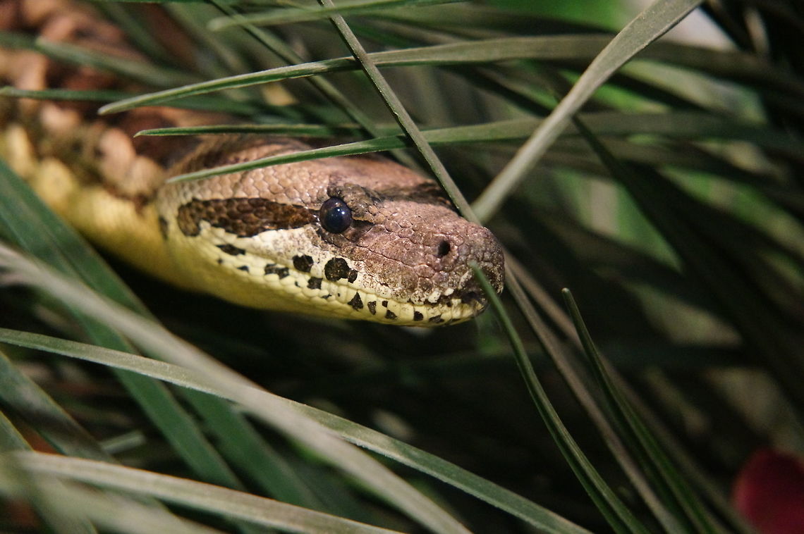 Dumeril's Ground Boa (Acrantophis dumerili)  Acrantophis dumerili,Animal,Boa,Dumeril's Ground Boa,Geotagged,Snake,United States,Winter,Zoo