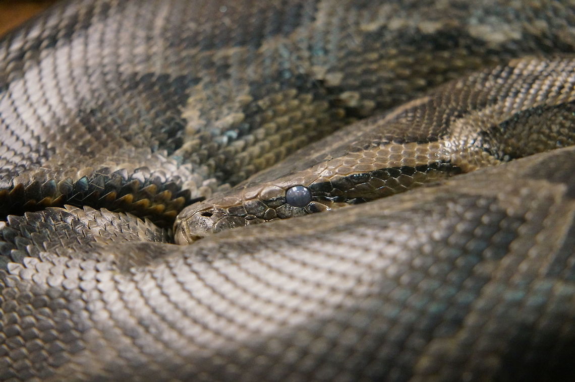 Burmese Python (Python molurus bivittatus)  Animal,Burmese Python,Geotagged,Python,Python molurus,Python molurus bivittatus,Snake,United States,Winter,Zoo