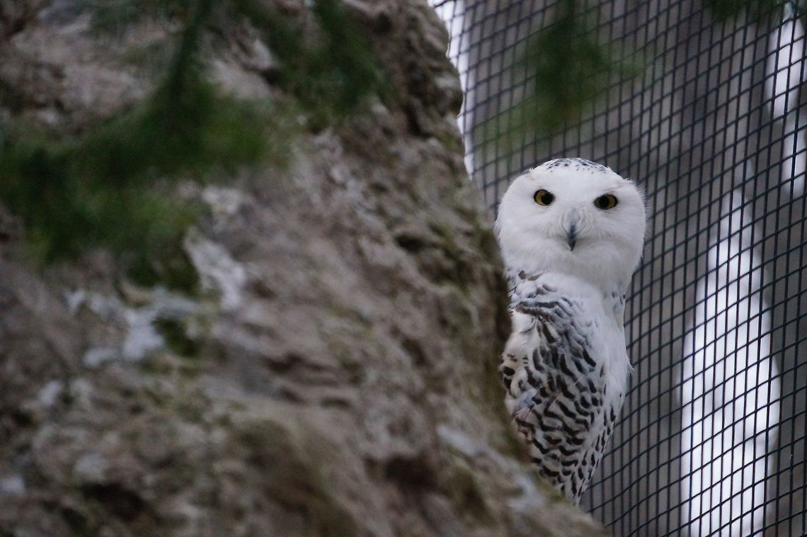 Snowy Owl (Bubo scandiacus)  Animal,Bird,Bubo scandiacus,Geotagged,Owl,Snowy Owl,United States,Winter,Zoo