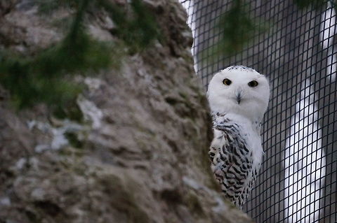 Snowy Owl (Bubo scandiacus)  Animal,Bird,Bubo scandiacus,Geotagged,Owl,Snowy Owl,United States,Winter,Zoo