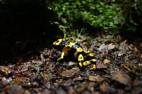 Yellow-banded Poison Dart Frog (Dendrobates leucomelas)  Dendrobates leucomelas,Frog,Geotagged,Poison Dart Frog,United States,Winter,Yellow Banded Poison Dart Frog,Zoo