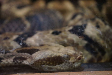 Crotalus horridus  Animal,Crotalus horridus,Geotagged,Rattlesnake,Snake,Timber Rattlesnake,United States,Winter,Zoo