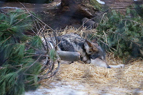 Gray wolf (Canis lupus)  Animal,Canis lupus,Canis lupus balieyi,Geotagged,Gray Wolf,Gray wolf,Mexican Gray Wolf,United States,Winter,Wolf,Zoo