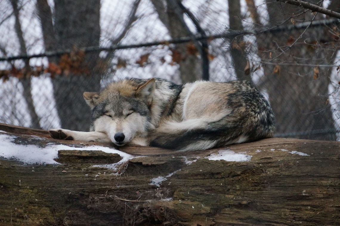 Gray wolf (Canis lupus)  Animal,Canis lupus,Canis lupus balieyi,Geotagged,Gray Wolf,Gray wolf,Mexican Gray Wolf,United States,Winter,Wolf,Zoo