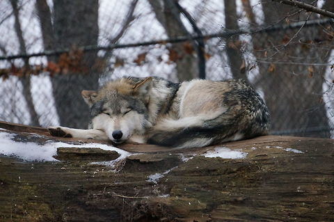 Gray wolf (Canis lupus)  Animal,Canis lupus,Canis lupus balieyi,Geotagged,Gray Wolf,Gray wolf,Mexican Gray Wolf,United States,Winter,Wolf,Zoo