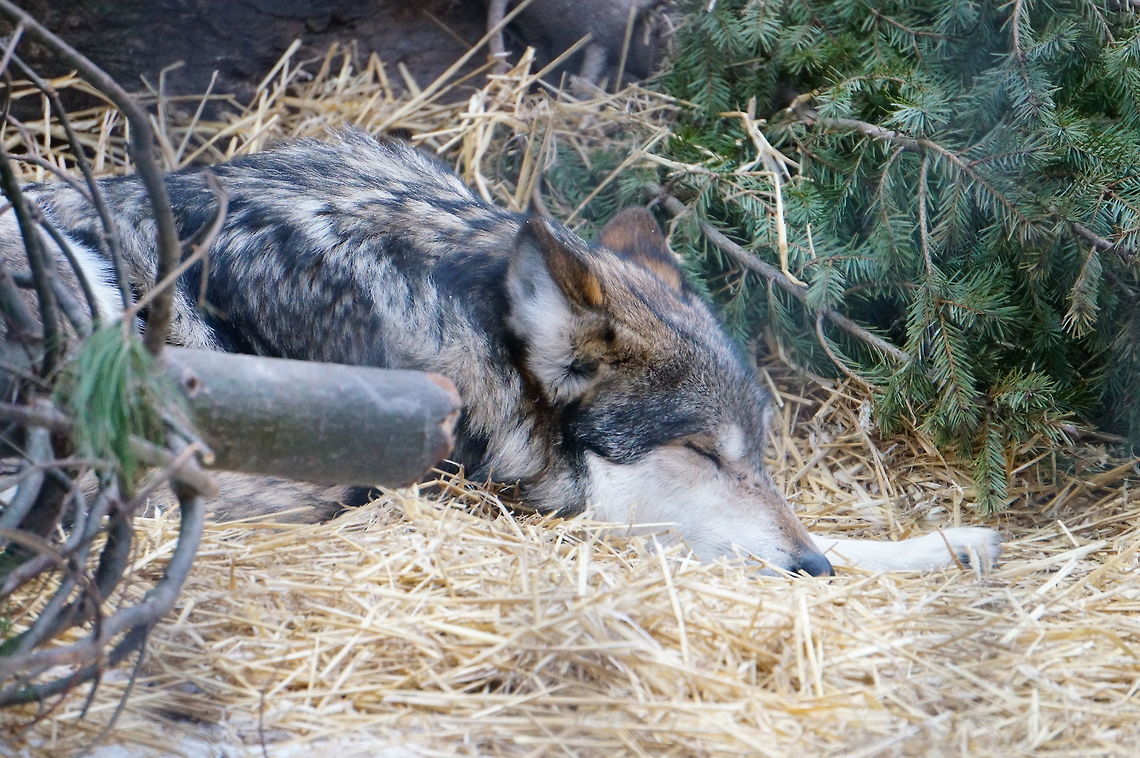 Gray wolf (Canis lupus)  Animal,Canis lupus,Canis lupus balieyi,Geotagged,Gray Wolf,Gray wolf,Mexican Gray Wolf,United States,Winter,Wolf,Zoo