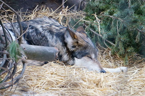 Gray wolf (Canis lupus)  Animal,Canis lupus,Canis lupus balieyi,Geotagged,Gray Wolf,Gray wolf,Mexican Gray Wolf,United States,Winter,Wolf,Zoo