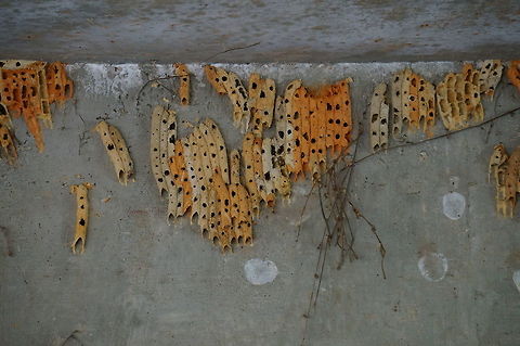 Organ Pipe Mud Dauber nest This is part of a very large collection of mud dauber nests under a bridge at the North Carolina Zoo. Geotagged,Mud Dauber Wasp,Nest,Organ Pipe Mud Dauber,Organ-pipe mud dauber,Trypoxylon politum,United States,Wasp,Winter,Zoo