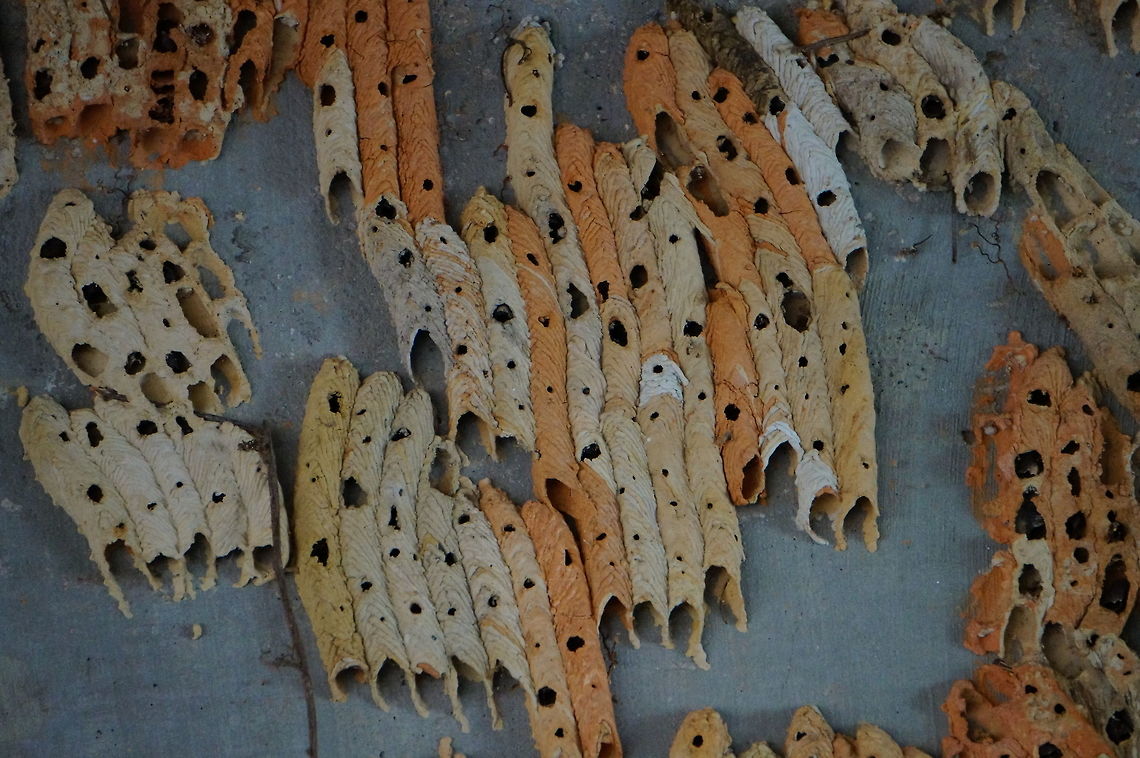 Organ Pipe Mud Dauber nest This is part of a very large collection of mud dauber nests under a bridge at the North Carolina Zoo. Geotagged,Mud Dauber Wasp,Nest,Organ Pipe Mud Dauber,Organ-pipe mud dauber,Trypoxylon politum,United States,Wasp,Winter,Zoo