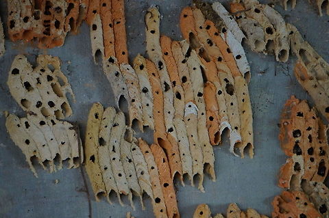 Organ Pipe Mud Dauber nest This is part of a very large collection of mud dauber nests under a bridge at the North Carolina Zoo. Geotagged,Mud Dauber Wasp,Nest,Organ Pipe Mud Dauber,Organ-pipe mud dauber,Trypoxylon politum,United States,Wasp,Winter,Zoo
