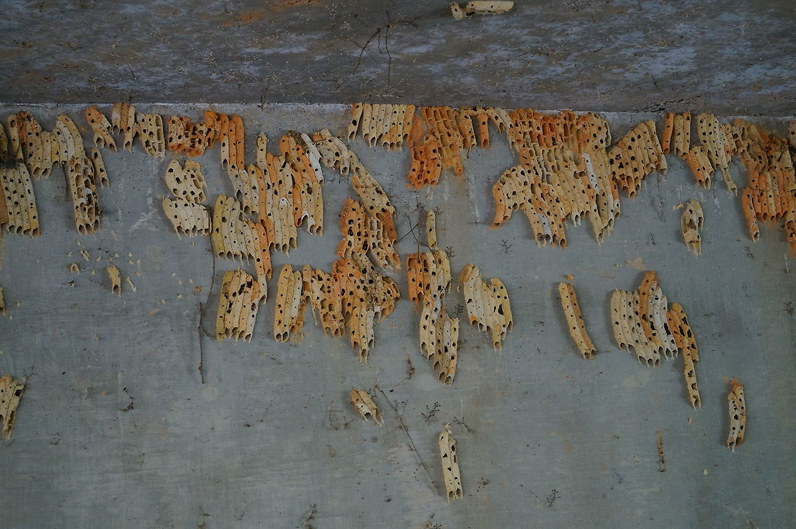 Organ Pipe Mud Dauber nest This is part of a very large collection of mud dauber nests under a bridge at the North Carolina Zoo. Geotagged,Mud Dauber Wasp,Nest,Organ Pipe Mud Dauber,Trypoxylon politum,United States,Wasp,Winter,Zoo