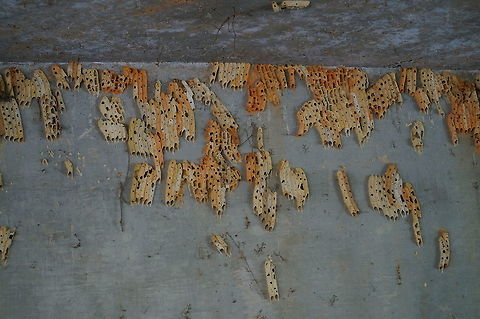 Organ Pipe Mud Dauber nest This is part of a very large collection of mud dauber nests under a bridge at the North Carolina Zoo. Geotagged,Mud Dauber Wasp,Nest,Organ Pipe Mud Dauber,Trypoxylon politum,United States,Wasp,Winter,Zoo