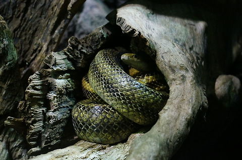 Yellow Rat Snake This snake was hiding in a hollow log in an exhibit at the North Carolina Zoo Animal,Elaphe obsoleta,Elaphe obsoleta quadrivittata,Geotagged,Pantherophis alleghaniensis,Pantherophis obsoletus,Snake,United States,Western Rat Snake,Western rat snake,Winter,Yellow Rat Snake,Zoo