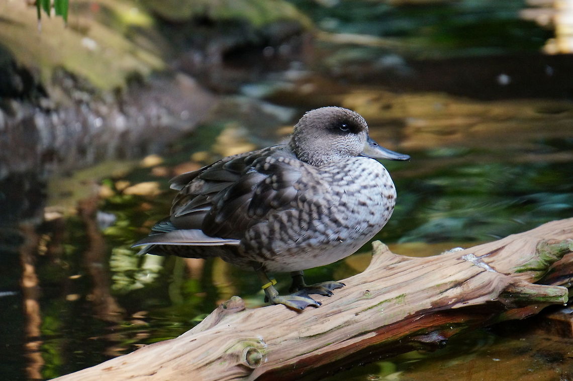 Marbled Teal (Marmaronetta angustirostris)  Animal,Bird,Duck,Geotagged,Marbled Teal,Marbled duck,Marmaronetta angustirostris,United States,Winter,Zoo